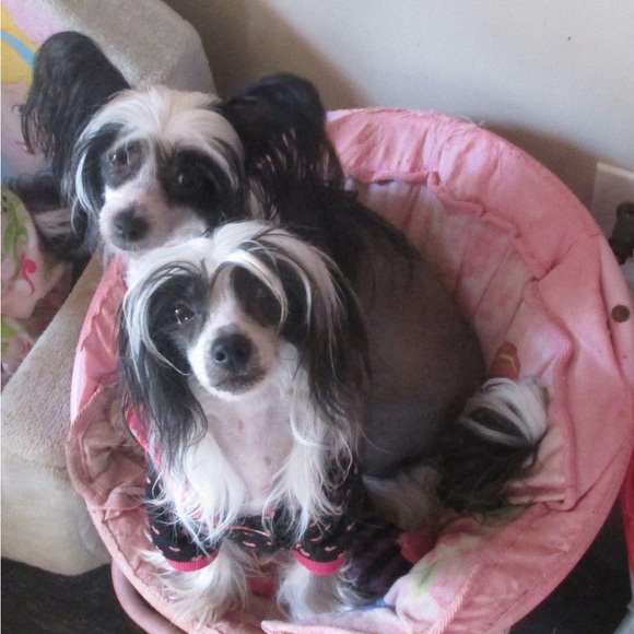 Meet your Posher, Julie - Picture 2 of 2